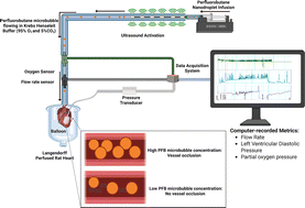 Graphical abstract: Assessing the oxygen scavenging capacity and myocardial gas embolization risk of ultrasonically activated phase shift perfluorobutane droplets