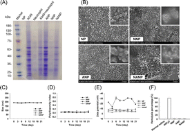 Graphical abstract: Dual-membrane bioinspired nanocarriers for targeted therapy of MRSA-induced acute lung injury and bacteremia