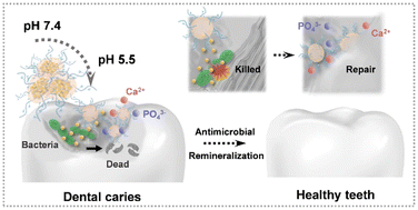 Graphical abstract: Dendritic polyglutamic acid-chelerythrine nanocomplex for the reversal of bacterial tooth decay