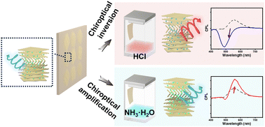 Graphical abstract: Stimuli-responsive circularly polarized luminescence with chiroptical amplification and inversion enabled by cholesterically assembled bio-materials