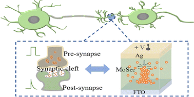 Graphical abstract: High-performance artificial synapses based on two-dimensional MoSe2 powder with Se vacancies