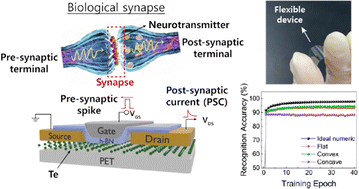 Graphical abstract: An extremely low-power-consumption reconfigurable two-dimensional tellurene artificial synapse for bio-inspired wearable edge computing