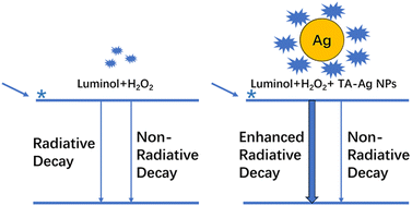 Graphical abstract: Significant chemiluminescence enhancement by tannic acid functionalised plasmonic silver nanoparticles