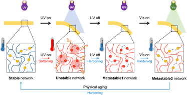 Graphical abstract: Photo-responsive Diels–Alder based azobenzene-functionalized main-chain liquid crystal networks