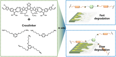 Graphical abstract: Development of degradable networked-organic semiconductors and effects on charge carrier mobility in organic thin-film transistors