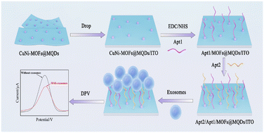 Graphical abstract: MXene quantum dot functionalized bimetallic MOFs as a label-free aptasensor for highly sensitive detection of exosomes