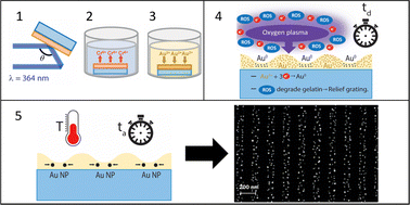 Graphical abstract: Precise patterning of gold nanoparticle gratings on gelatin films