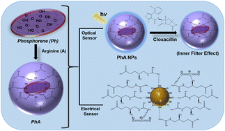 Graphical abstract: Amino acid functionalized phosphorene: an optical sensing platform for the detection of antibiotic residues in milk and a clay based electrical CO2 sensor