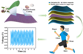 Graphical abstract: Eggshell protein modified cotton fabric for flexible and sustainable piezoelectric wearable sensors