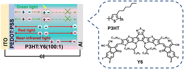 Graphical abstract: Enhanced photomultiplication in filter-free organic photodetectors for red and NIR light sensing using minimal nonfullerene blends