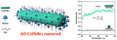 Graphical abstract: Adamantyl ligand-induced one-dimensional CsPbBr3 perovskite nanocrystal formation: mechanism and anisotropic photoluminescence