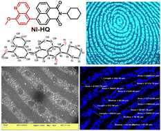 Graphical abstract: A novel TICT-based molecular rotor: synthesis, crystal structure and application in high resolution imaging of sweat pores