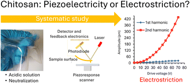 Graphical abstract: Electrostriction contribution to the electromechanical response of cast chitosan films