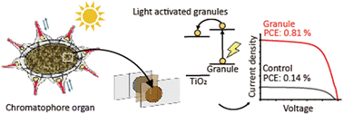 Graphical abstract: Cephalopod chromatophores contain photosensitizing nanostructures that may facilitate light sensing and signaling in the skin