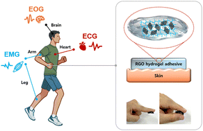 Graphical abstract: Adhesive, biocompatible, and conductive reduced graphene oxide hydrogel-based bioelectrodes for epidermal electrophysiological signal monitoring
