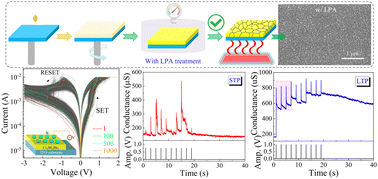 Graphical abstract: Synaptic plasticity and handwritten digit recognition of a memristor based on a high-stability lead-free Cs3Bi2Br9 perovskite thin film