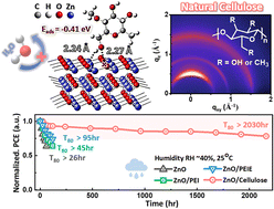 Graphical abstract: Boosting the long-term stability of all-polymer solar cells by using natural cellulose as an interlayer