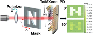 Graphical abstract: A 2D Te/Mxene Schottky junction for a self-powered broadband photodetector with high polarization-sensitive imaging