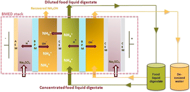 Graphical abstract: Enhancing ammonia recovery through pH polarization in bipolar membrane electrodialysis