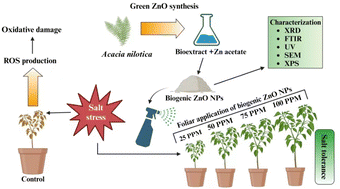 Graphical abstract: Effect of the foliar application of biogenic-ZnO nanoparticles on physio-chemical analysis of chilli (Capsicum annum L.) in a salt stress environment