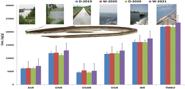 Graphical abstract: Health risk assessment of polychlorinated biphenyls in a fish species (Clarias gariepinus) from southwestern rivers, Nigeria