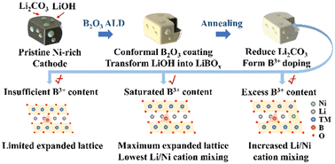 Graphical abstract: Stabilization of the surface and lattice structure for LiNi0.83Co0.12Mn0.05O2via B2O3 atomic layer deposition and post-annealing