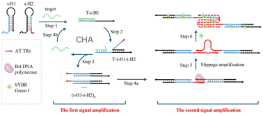 Graphical abstract: A catalytic hairpin assembly system with sliding replication for the detection of piRNAs