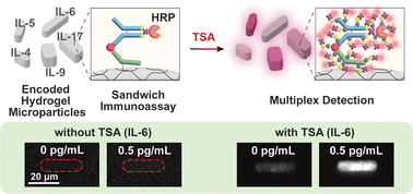 Graphical abstract: Tyramide signal amplification for a highly sensitive multiplex immunoassay based on encoded hydrogel microparticles