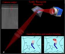 Graphical abstract: Leaky waveguide biosensors for label-free measurement of human serum albumin