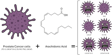 Graphical abstract: Insights into the cellular lipid cascade of prostate cells explored using infrared microspectroscopy