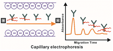 Graphical abstract: Label-free quantification of antibody–oligonucleotide conjugates with varying stoichiometries using capillary zone electrophoresis