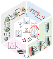 Graphical abstract: Simultaneous magnetic purification and detection of transferrin in human serum using an imprinting-based fluorescence sensor by boronate affinity and secondary signal amplification assay