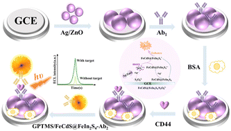 Graphical abstract: Electrochemiluminescence sensor based on Ag/ZnO nanomaterial-enhanced GPTMS/FeCdS@FeIn2S4 for sensitive analysis of CD44