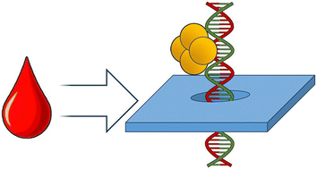 Graphical abstract: Solid-state nanopore quantification of discrete sequence motifs from DNA and RNA targets in human plasma