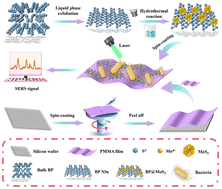 Graphical abstract: Label-free SERS detection of foodborne pathogens based on a flexible PMMA-BP@MoS2 binary substrate
