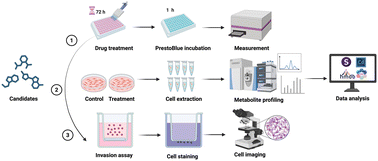 Graphical abstract: Anti-tumour and associated metabolic effects of repurposed afuresertib and taxifolin for glioblastoma treatment