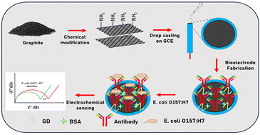 Graphical abstract: Label-free impedimetric immunosensing of pathogenic E. coli O157:H7 using amine functionalized carbon