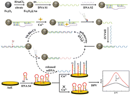 Graphical abstract: An electrochemical biosensor for detection of copper(ii) based on Fe3O4@Au magnetic nanoparticles and Cu2+-dependent DNAzyme assisted nicking endonuclease signal amplification