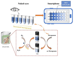 Graphical abstract: Revolutionizing meropenem detection: novel OVA-PtNP nanoenzymes for clinical and environmental safety