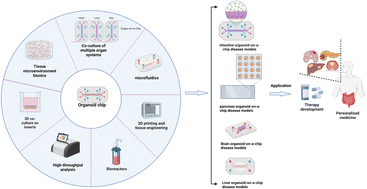 Graphical abstract: Advances and applications of organoid-on-a-chip in disease modeling