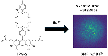 Graphical abstract: Barium ion sensing with IPG K+ molecular probes