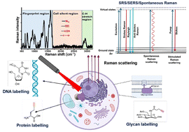 Graphical abstract: Advanced Raman assisted metabolic labelling: an impending approach for exploring metabolites in cellular biosynthetic processes