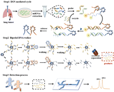 Graphical abstract: Microchip electrophoretic sensing of multiplex microRNAs based on dual nucleic acid amplification
