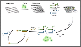 Graphical abstract: A GQD–MnO2 nanocomposite-based fluorescence assay for sensitive detection of the Bcl-2 gene