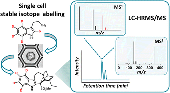 Graphical abstract: Isotopic labelling analysis using single cell mass spectrometry