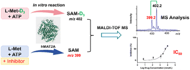 Graphical abstract: Enzymatic synthesis of stable isotope-labeled SAM for screening hMAT2A inhibitors by using matrix-assisted laser desorption/ionization mass spectrometry