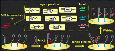 Graphical abstract: A simple, wedged DNA walker electrochemical biosensor-enabled DNA logic system for miRNA diagnostics