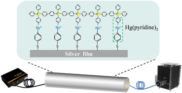Graphical abstract: Gold nanoparticles-enhanced hollow fiber surface plasmon resonance sensor for highly sensitive detection of mercury(ii) ions
