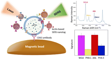 Graphical abstract: Lectin-enabled glycan signature of small extracellular vesicles by surface-enhanced Raman spectroscopy