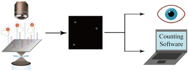 Graphical abstract: Visual enumeration of circRNA in serum using a biserrate DNA-modified AuNP SPR probe
